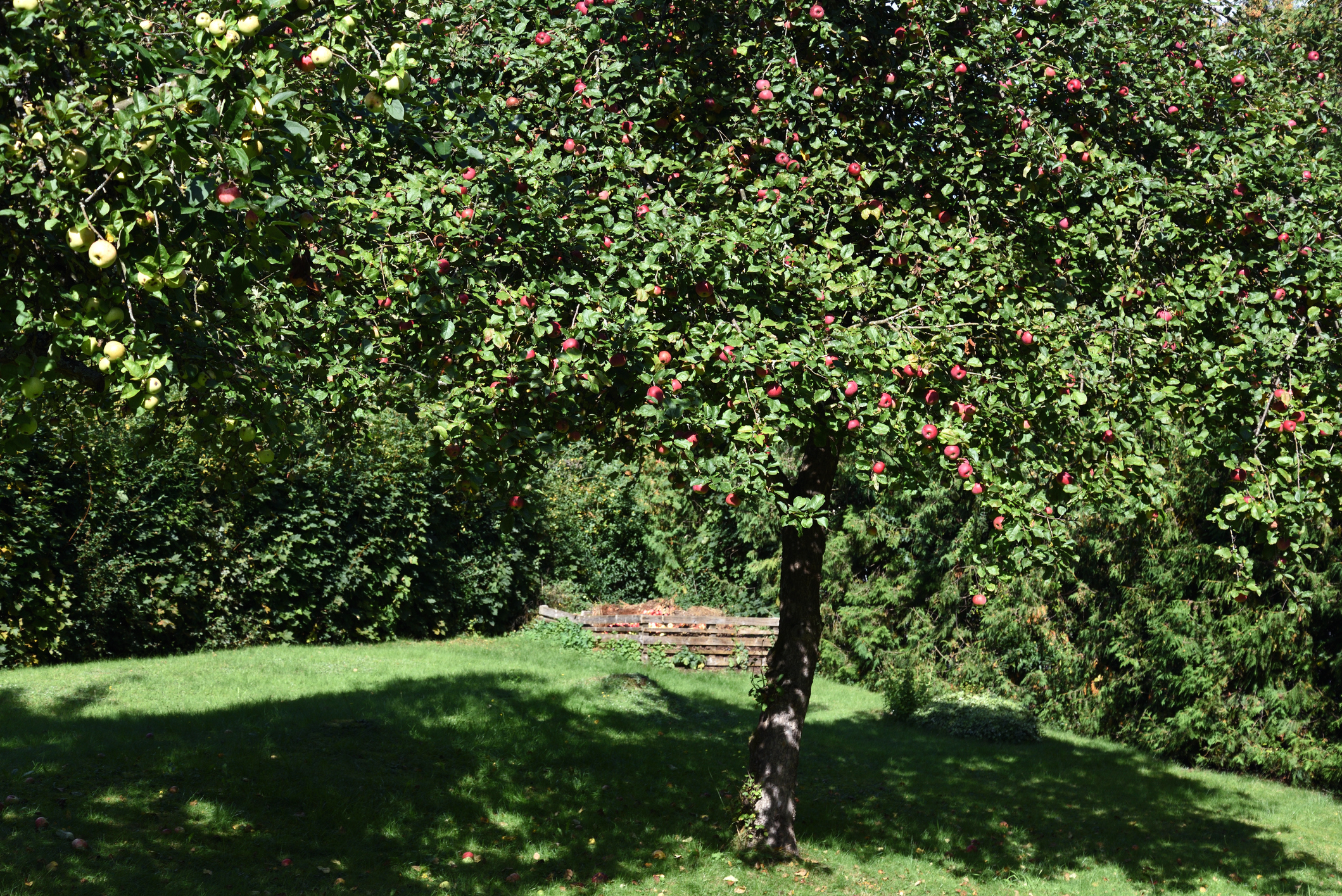 Apfelbaum schneiden Obstbaumschnitt Baumpflege Kaiserslautern